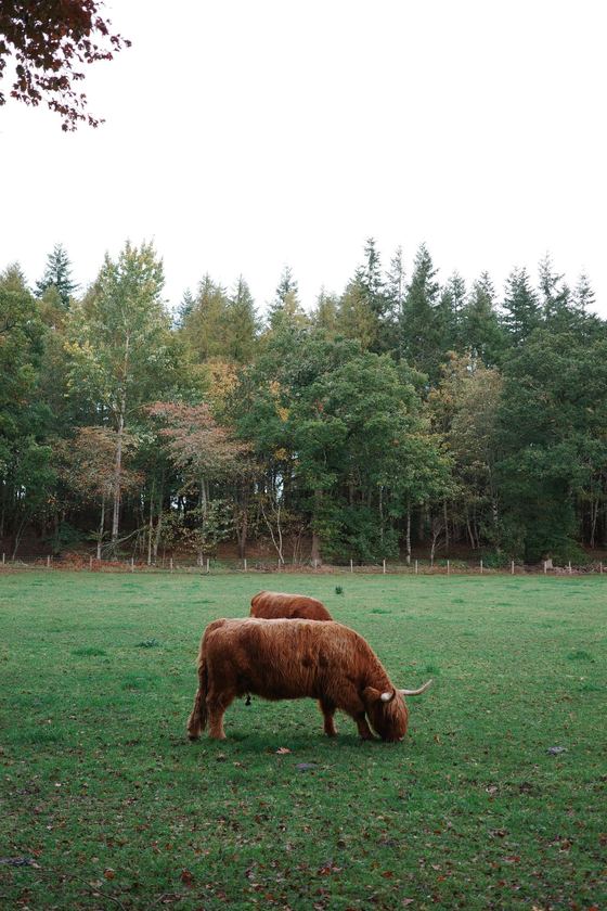 Crathes Castle: Highland cow grazing beside woodland