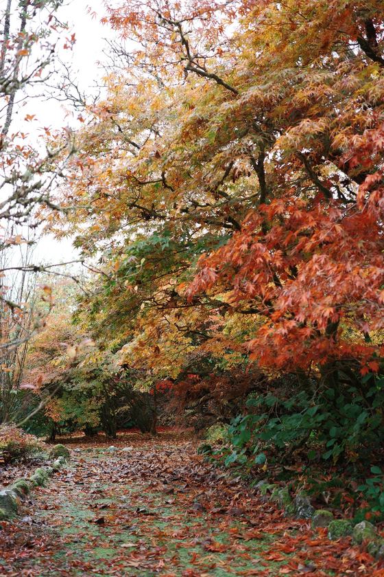 Loch Lomond: Autumn canopy framing woodland path