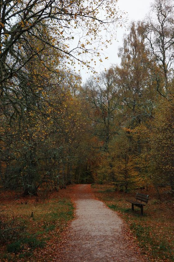 Alford: Woodland path beneath autumn trees