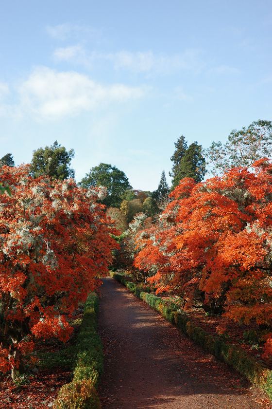 Crathes Castle: Path between vivid red autumn trees