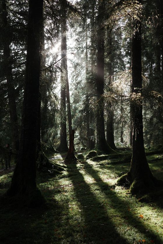 Glenbranter: Sunbeams crossing a mossy forest