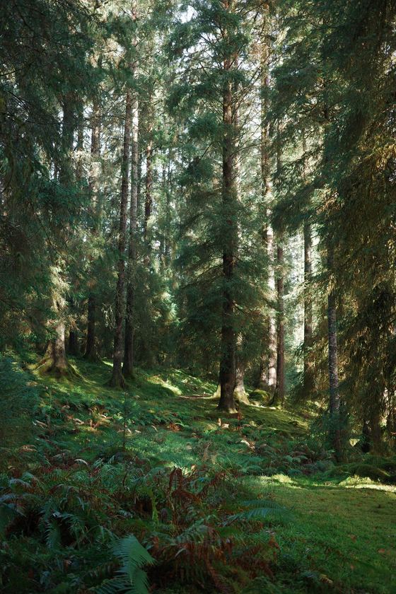 Glenbranter: Green path through tall conifers