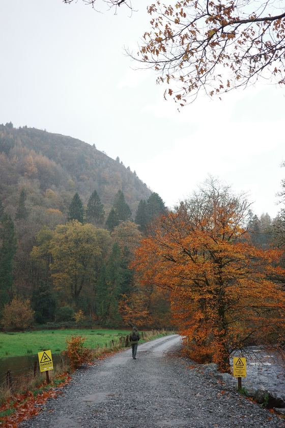 Glenbranter: Autumn tree beside a winding trail