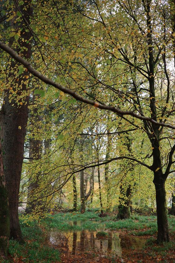 Glenbranter: Woodland trees reflected in still water