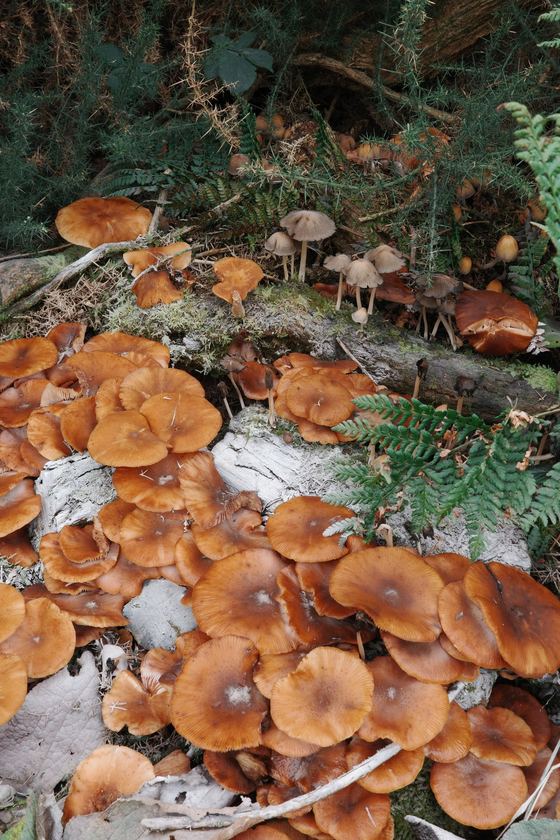 Arran: Orange mushrooms across forest floor