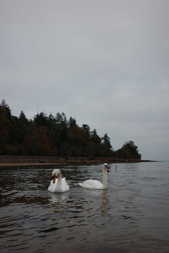 Arran: Two swans on dark water