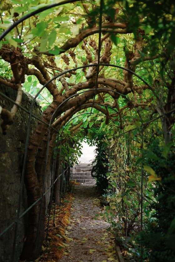 Culross: Leafy tunnel framing a path