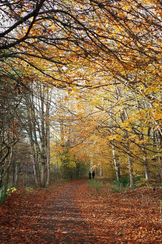 Dunkeld: Leaf-covered path beneath golden canopy