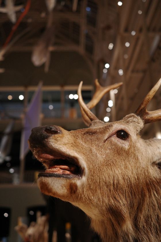 Museum: Close view of mounted stag