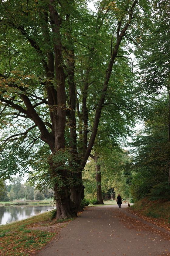 Falkirk: Tree lined path beside the canal