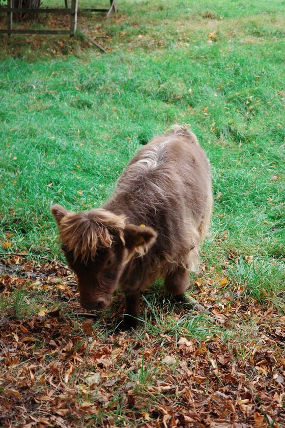 Pollok Country Park: Highland calf grazing by the trees