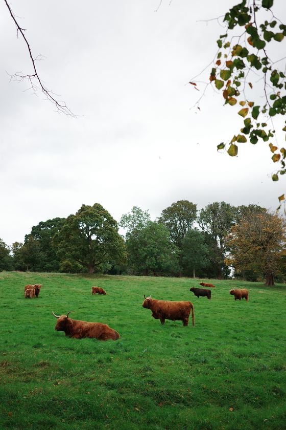 Pollok Country Park: Cattle scattered across green pasture