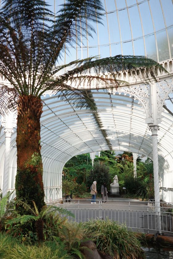 University of Glasgow: Palm beneath the glasshouse roof