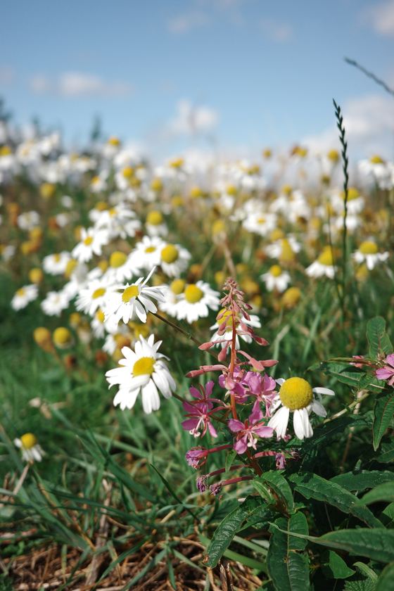 Inchcolm Island: Wildflowers against soft green background