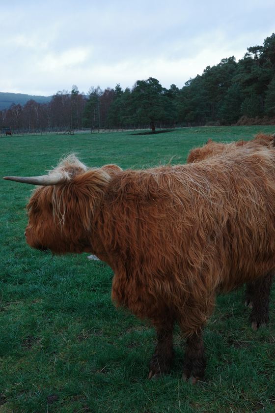 Rothiemurchus: Highland cow in green field