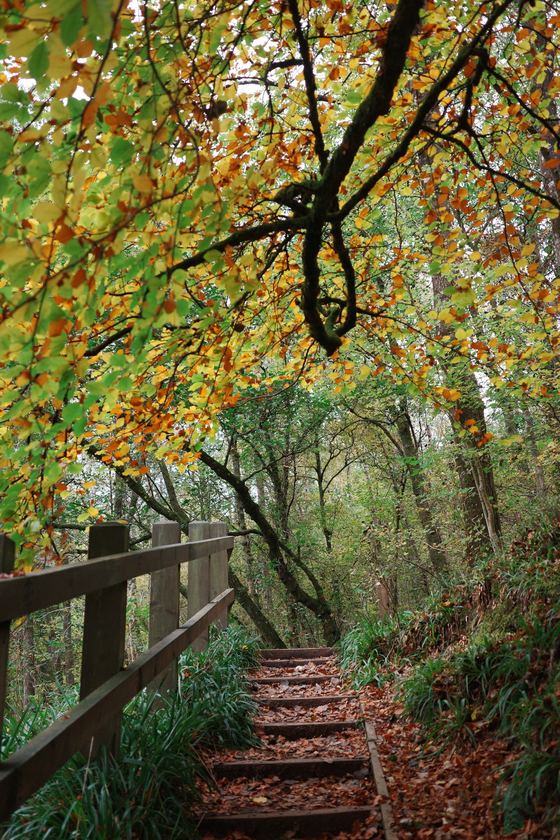 River Clyde: Leaf-covered steps beneath arching branches
