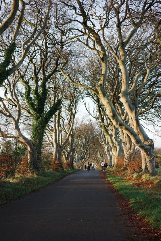 Giant's Causeway and the Dark Hedges: Tree tunnel along empty road