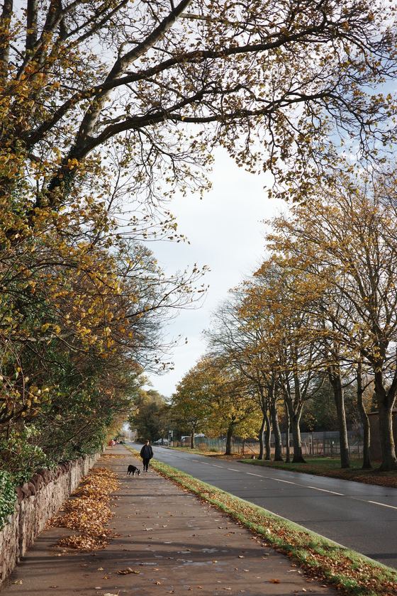 East Linton: Tree lined path receding into distance