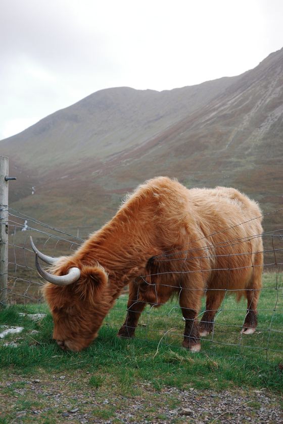 Sligachan: Highland cow against mountain slope