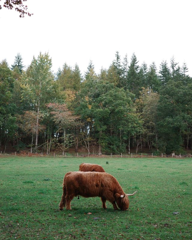 Crathes Castle, 25 October